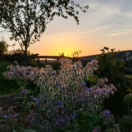 Pferdehof In Der Oststeiermark *
